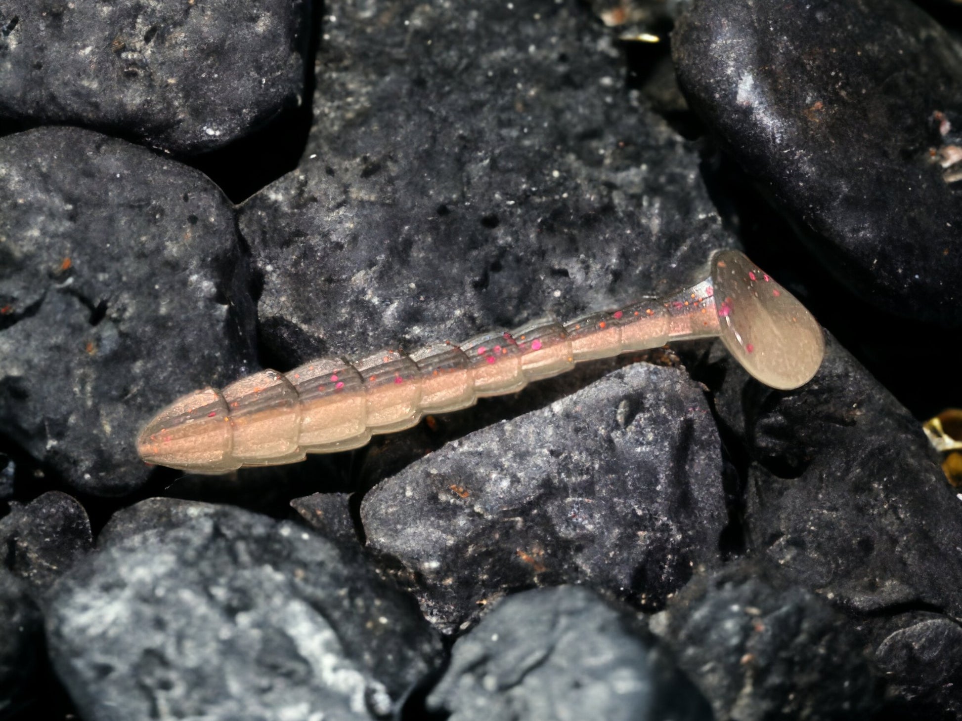 Scaleywag Paddle Tail - Ancient Hunter USA