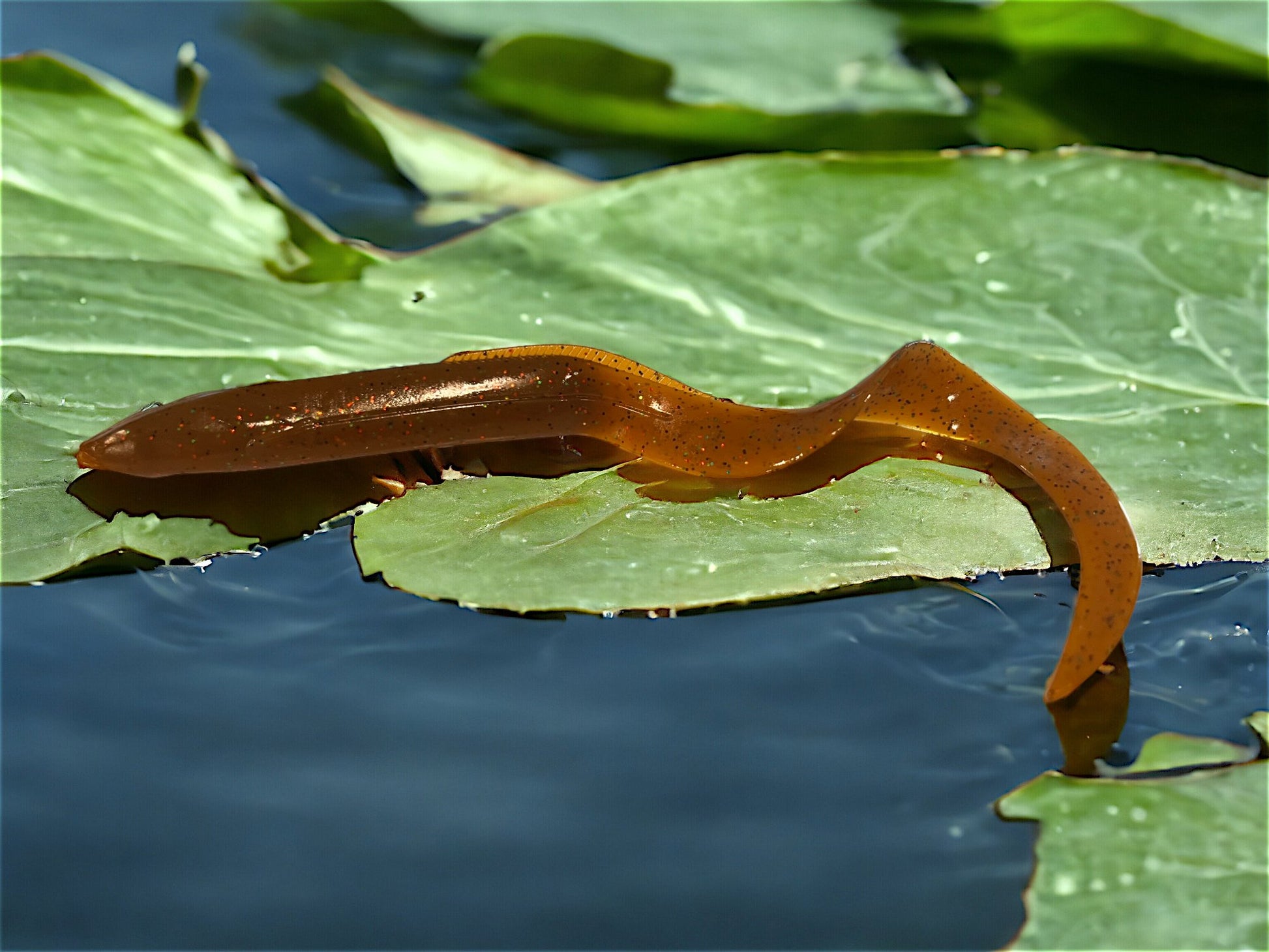 Water Dragon - Ancient Hunter USA