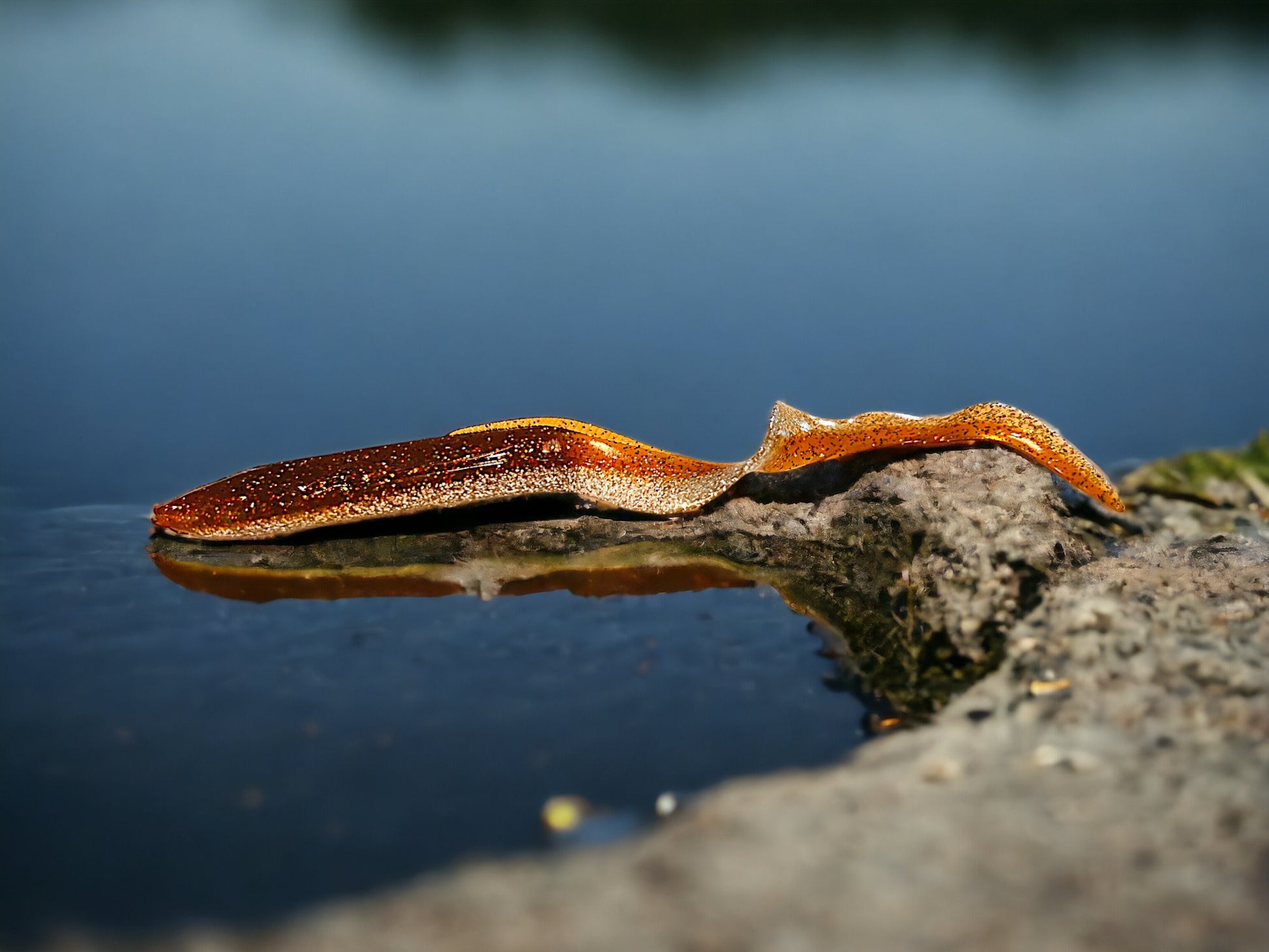 Water Dragon - Ancient Hunter USA